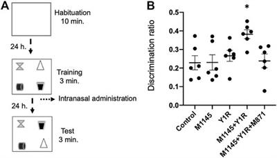 Intranasal Delivery of Galanin 2 and Neuropeptide Y1 Agonists Enhanced Spatial Memory Performance and Neuronal Precursor Cells Proliferation in the Dorsal Hippocampus in Rats